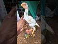 Quality chicks for sale #kilimookkurooster #parrotnoises #parrotbeakaseel #parrotbeakchicks #birds