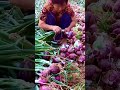 cool way to clean Red Onion from its leaves after harvest #shorts