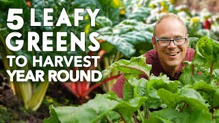 5 Essential Greens for YearRound Harvests