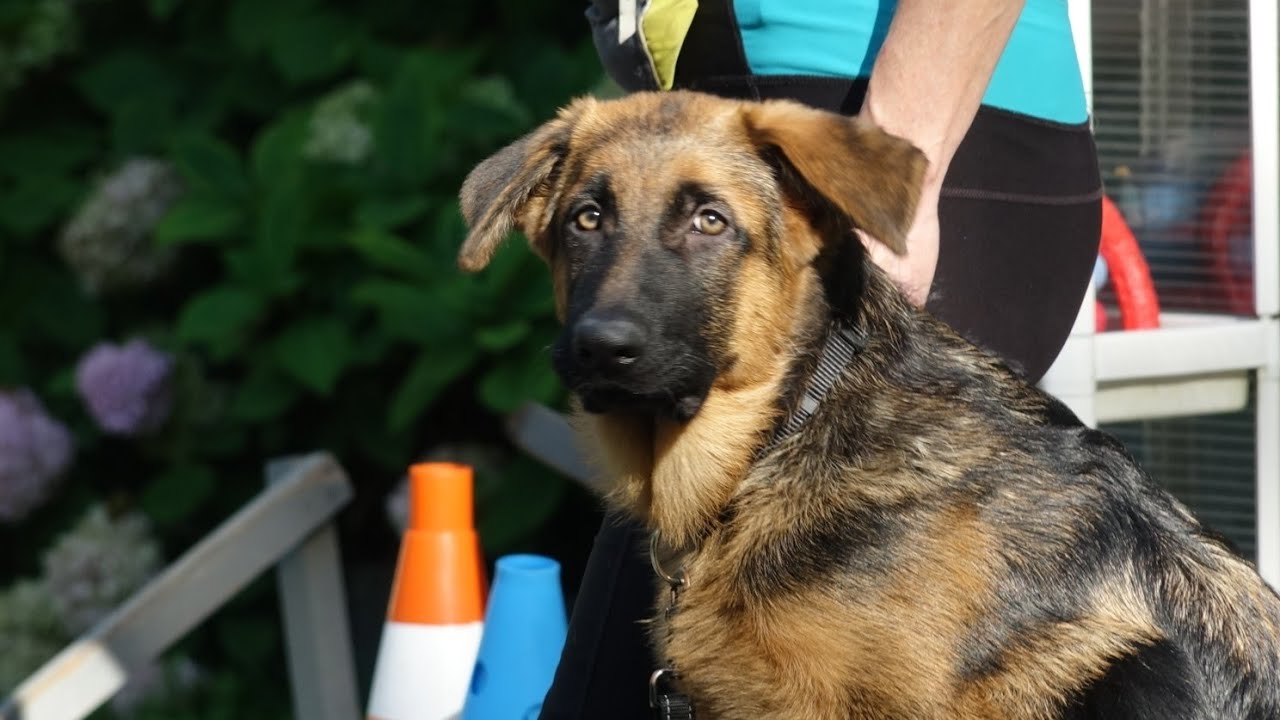 ДТ - 846. Открытый урок со щенками: доберман, овчарка, акита-ину, папильон.