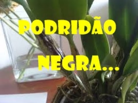 Vídeo: Doença da podridão negra da uva - Como salvar uvas com podridão negra