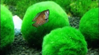 5 aquarium plants to grow without soil - fish tank live plants that don't require substrate
