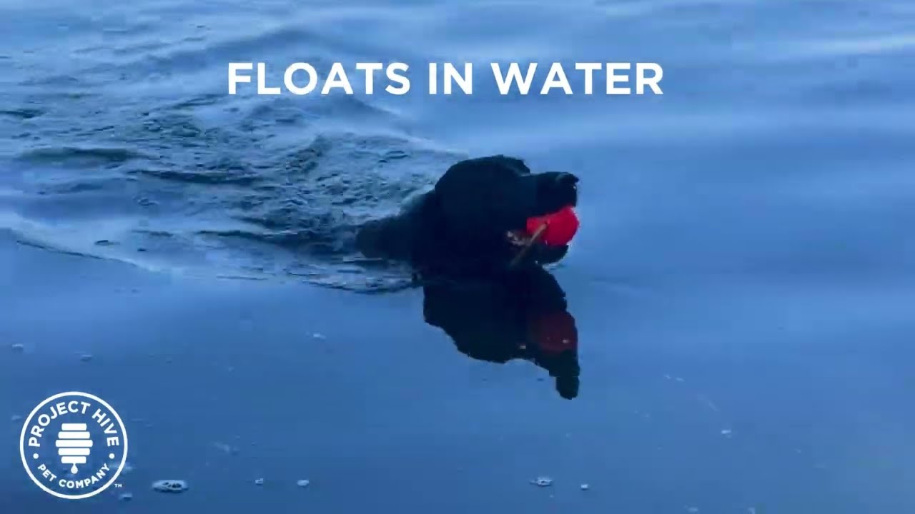 Preview of Project Hive Pet Company Hive Zoomer Dog Toy Launcher & Looped Ball Video