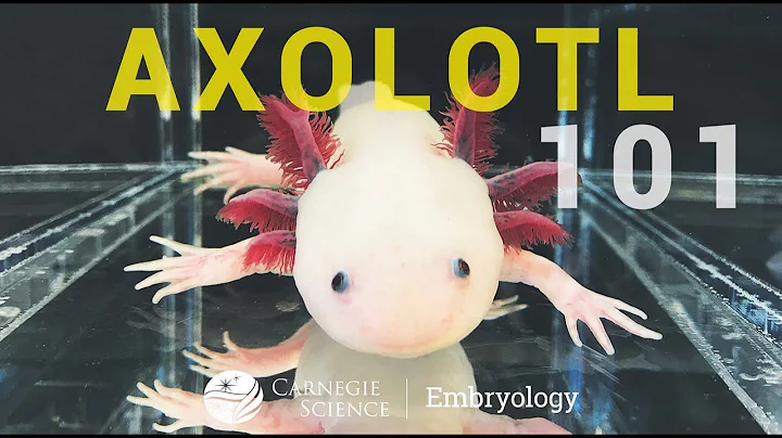 Axolotl 101 with Melissa Keinath of Carnegie Embry...