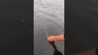 Eliyle Balık Tutan Adam Sosyal Medyada Viral Oldu