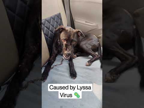 Video: Zal een hond ziek worden van een hondsdolheid?