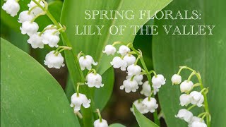 SPRING FLORALS SERIES: LILY OF THE VALLEY (MUGUET) FRAGRANCES