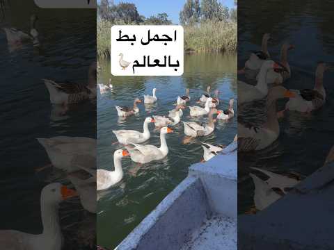اجمل بط بالعالم اشترك بالقناة اشتراك تالانا مقاطعة لانش بوكس قصص بطه اكسبلور  