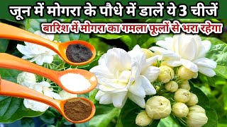 जून में मोगरा के पौधे में डालें 3 चीजें. बारिश में मोगरा का पौधा फूलों से भरा रहेगा/Mogra/ jasmin 