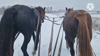 Запрягли кобилу перший раз, 2,5 роки Аішу!!! Кобила клас!!!