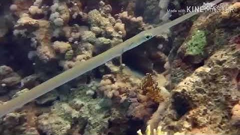 سورة الكهف مقطع قصير بصوت عذب و جميل 💛💭