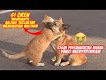 Terharu kucing oren menolong anjing terlantar mencari majikan  persahabatan kucing dan anjing