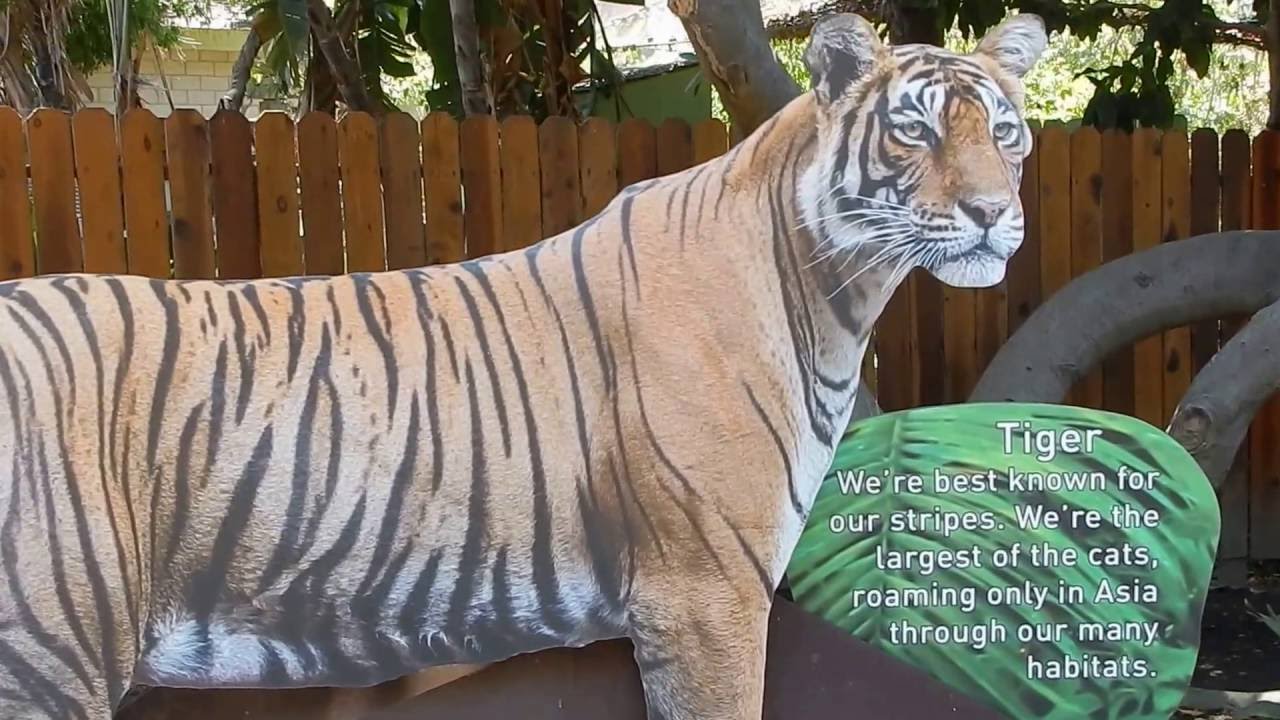 Santa Ana Zoo Big Cats Exhibit YouTube