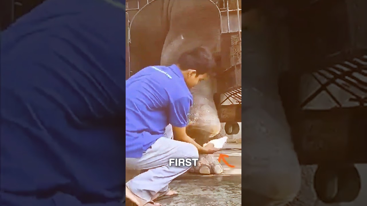 This Elephant Learned to Walk Again 🐘 