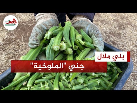 استمرار جني الملوخية وفلاح يشرح فوائدها وطرق الاحتفاظ بها
