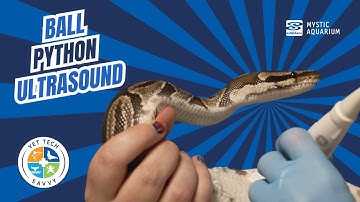 Ultrasound on Ball Python (Vet Tech Savvy Ep. 5)