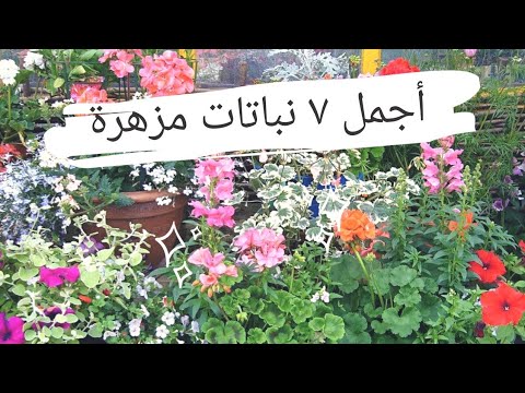 فيديو: قص نباتات الزهور والحدائق: ما هي الأزهار الجيدة لحديقة القطع