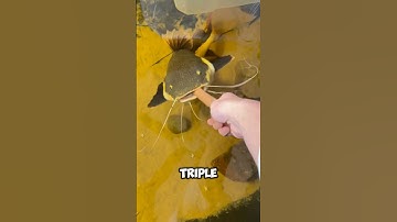 Life Story of the Worlds Biggest Catfish!