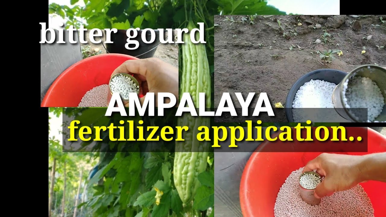 Bitter gourd fertilizer application (drenching method ) pag apply ng ...