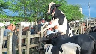 FEIRA DE GADO EM CACHOEIRINHA PE DIA 28/05/2026