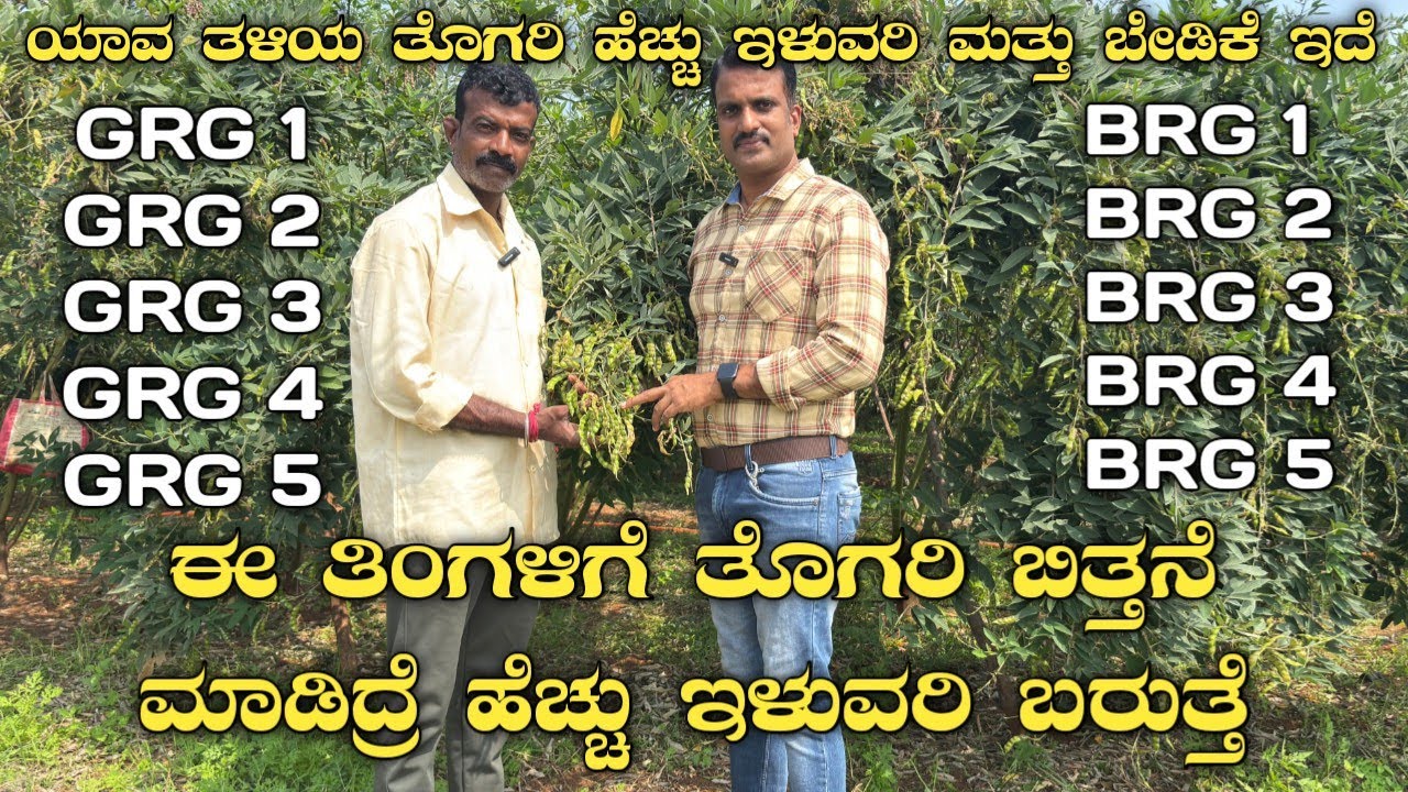 ತೊಗರಿ ಬೆಳೆಯುವ ಸುಲಭ ವಿಧಾನ|Bangalore red gram|1Ganga red gram 1|GRG 1|BRG 1|Thogari farming|thogari