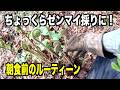 【山菜】ちょっと裏山へゼンマイ採りに!2026-05-02(土)武七の山菜採り wildvegetables