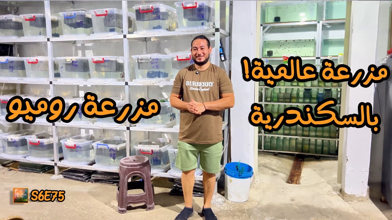 S6E75 - مزرعة عالمية بالاسكندرية .. مزرعة روميو