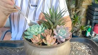 Succulent Arrangement in Copper Pot by SUCCULENT CRAVINGS by Vic Villacorta 7,727 views 3 weeks ago 6 minutes, 34 seconds