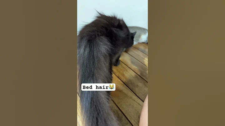 Watch the video about Persian Cat’s Bed Hair😹 #catshorts #blackpersian #blackcat