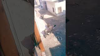 So Beautiful Allah Ki Kudrat