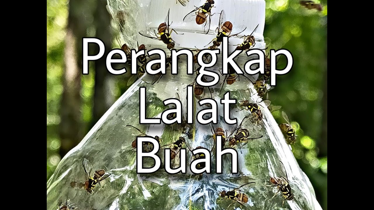  Cara  Membuat  Perangkap Lalat Buah Dengan  Bekas  Botol  YouTube