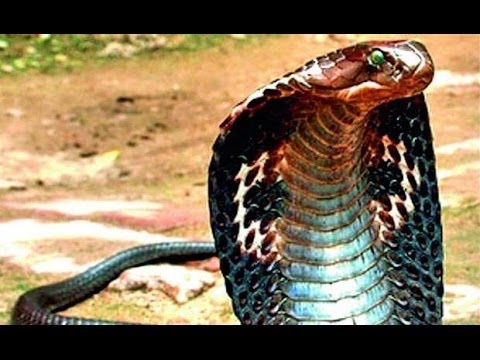 Documentaries discovery channel - King cobra- animal planet documentary - wildlife animals