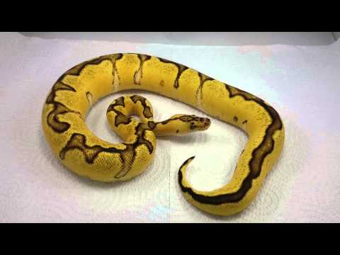 DSR 2014 holdback clowns combo! GOTTA LOVE CLOWNS!