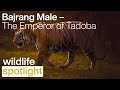 Bajrang Male Tiger – The Emperor of Tadoba Andhari Tiger Reserve