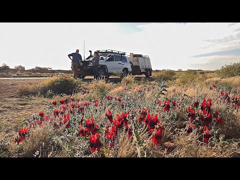 Австралийский почтальон проезжает в день по 600 км по бушу