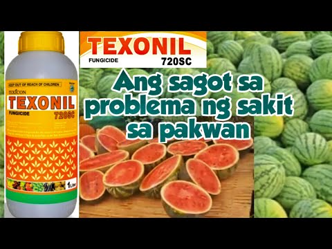 Video: Paggamot sa Watermelon Anthracnose - Paano Pangasiwaan ang Anthracnose Ng Mga Pakwan