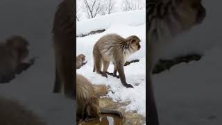 Hot spring #jungle #forest #trivandrum #gurgaon #delhi #trending #news #monkey #lion #ice