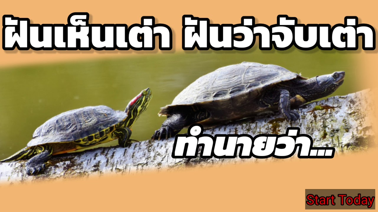 ฝันเห็นเต่า ทำนายฝัน ฝันว่าจับเต่า ทำนายพร้อมเลขมงคล|Start Today |เกมส์ เมธีชัย