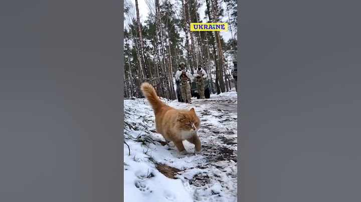 Кіт красавчик іде з нами на бойовуху. The handsome cat goes with us to the battlefield. #shorts