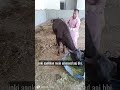 गौ सेवा से मिलता है गोलोक धाम #गौ #cow #वायरल #वायरल_वीडियो #ट्रेंडिंग #ट्रेंडिंगशॉर्ट्स