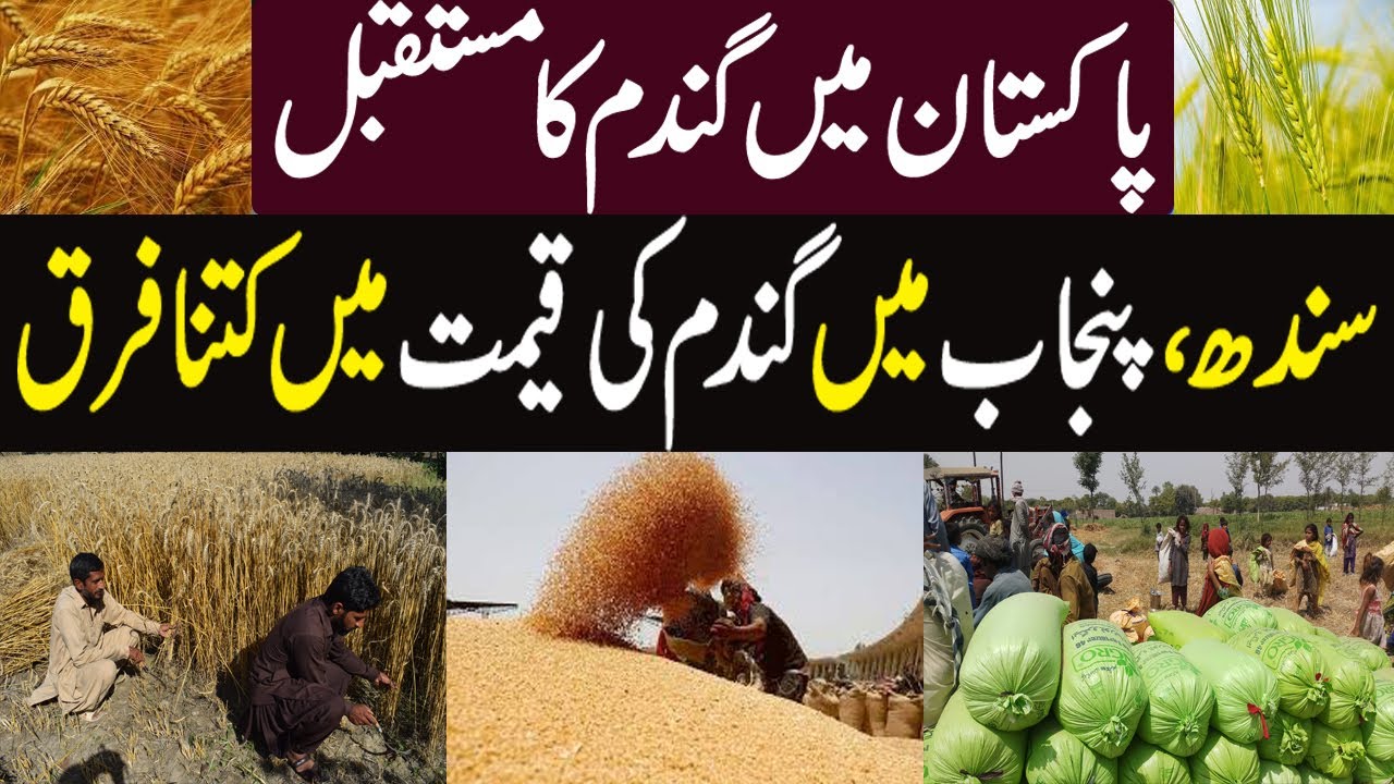 Wheat Price Today | WHEAT PRICE IN SINDH AND PUNJAB || - YouTube