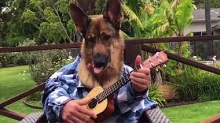 Dogs with human hands - The funniest video you will see today 😂