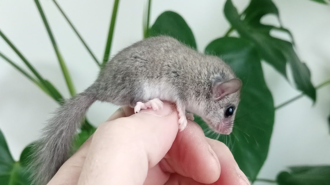 popielica afrykańska