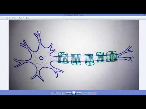 Video: Verschil Tussen Astrocyten En Oligodendrocyten