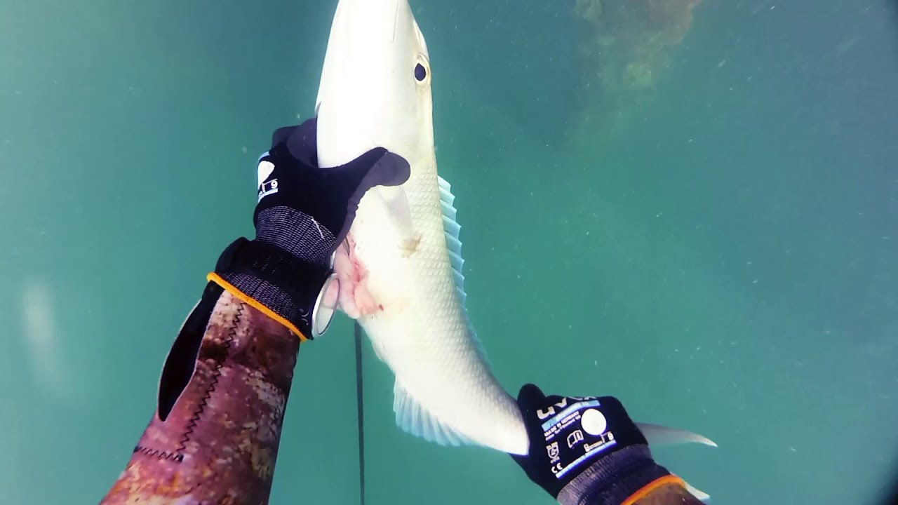 spearfishing 9 Spot andalan air keruh Dapat Job fish dan ikan Kue