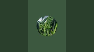 phần 117,lk nhạc không lời buổi sáng.