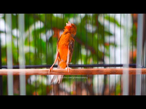 *Hummer* Blackthroat Juara milik MCF Colection Bekasi || Burung Blackthroat Gacor