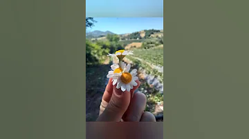 من قلبي ياحبيبة قلبي أجمل أنشودة 