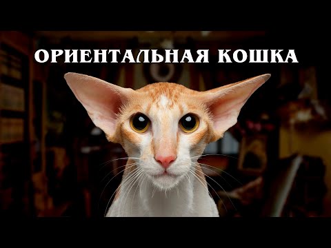 Самая Разговорчивая Кошка в Мире: Ориентал