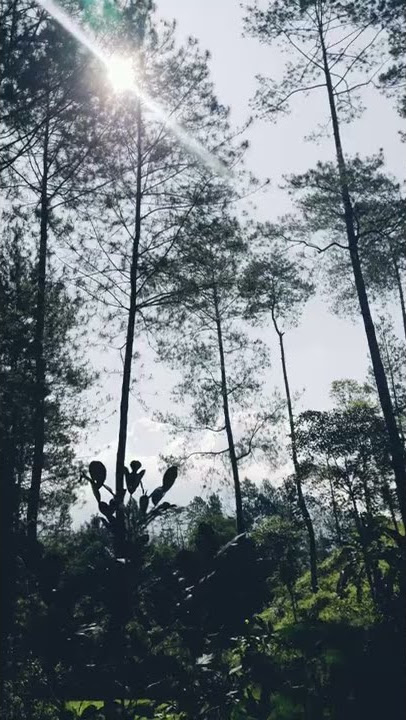 Hutan Ganok-Tasikmalaya,Salawu | Cinematic